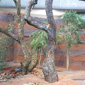 Koalagehege
